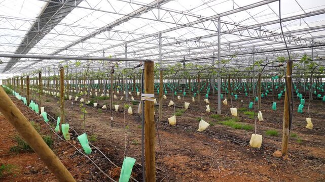 Panning View of Agricultural Drip Irrigation System with Micro Emitters in Orchard Landscape
