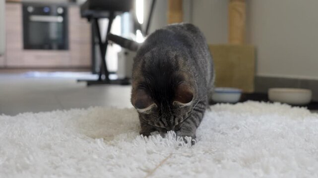 Tabby cat plays on a white carpet and walks toward the camera while chasing a toy in a cozy indoor living space.