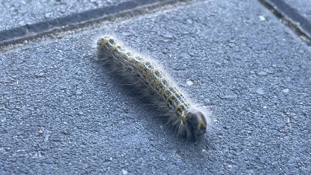 Die Raupe eines Mondfleckfalter.