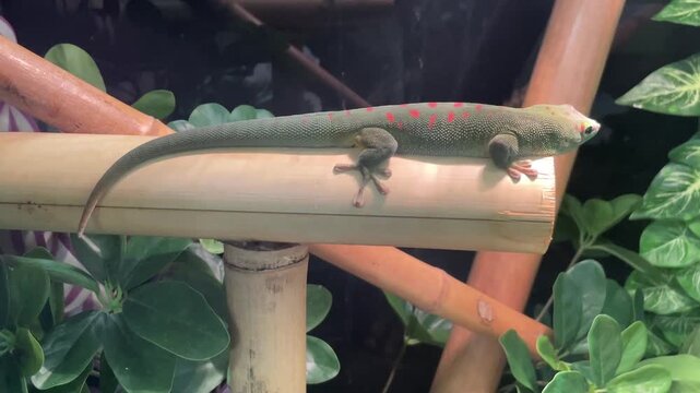 Ein tropischer Gecko im Terarium.