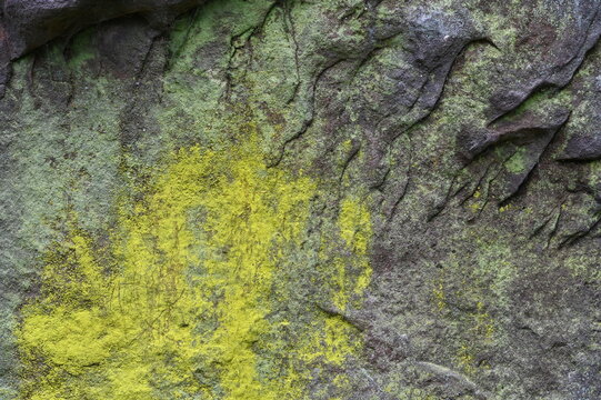 Gelbe Leuchtflechten auf einem Felsen