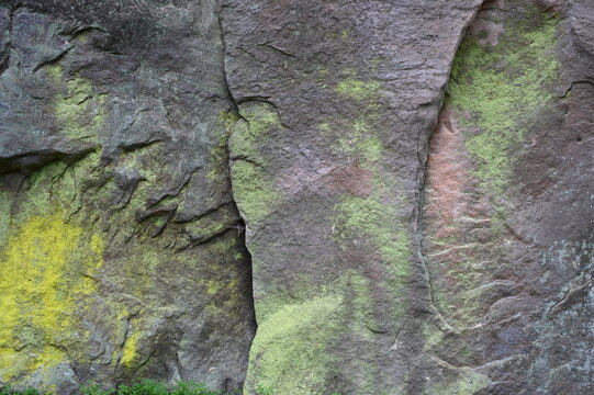 Gelbe Leuchtflechten auf einem Felsen