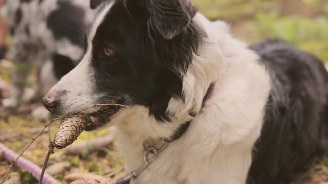 Happy black and white border collie dog on green grass in garden, summer day pet portrait, intelligent nature herding breeds, approachability warmth, and unconditional love that pets bring to families