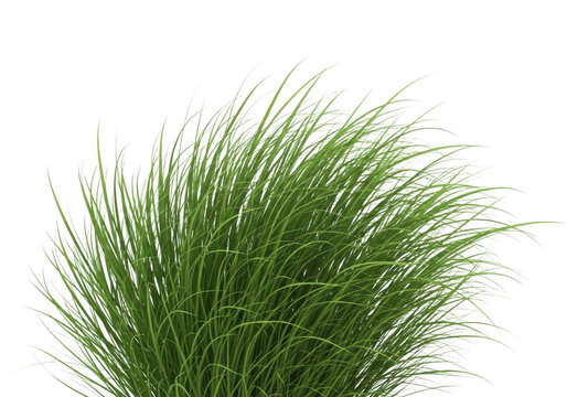 Lush green grass tuft isolated on white background