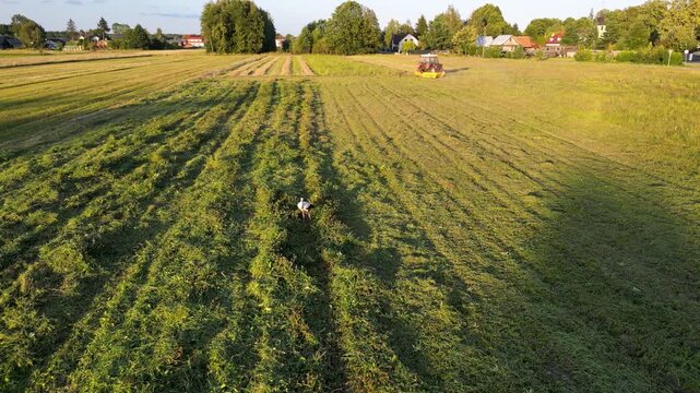 Storks in a freshly mown meadow in Gmina Lochow, Mazowieckie region of Poland
