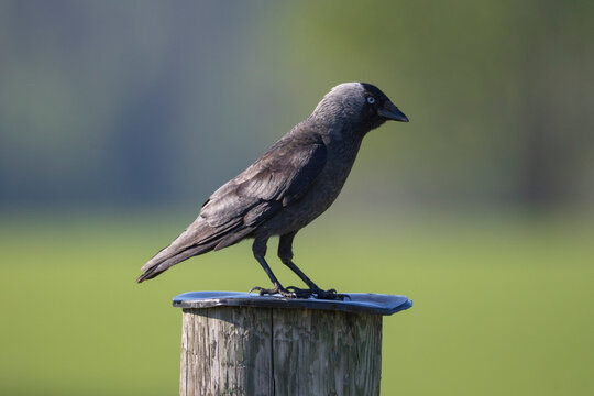 A jackdaw