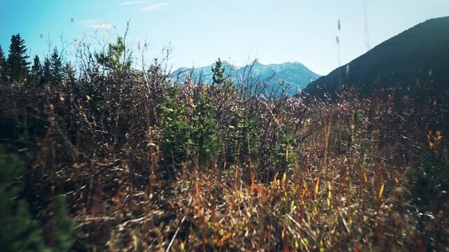 Panning shot of snow-capped Rocky Mountains across autumn prairie scrubland