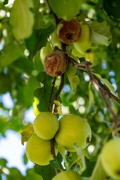 Apples affected by fruit rot monilinia. Closeup of spoiled rotten brown apples and healthy green fruits hanging on apple tree branch with leaves affected by fungal disease moniliosis in orchard