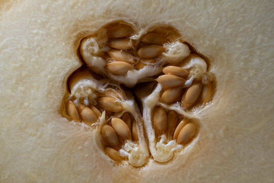 Macro texture of cut melon with seeds inside. Closeup abstract view of ripe yellow melon cross section showing fresh juicy pulp and natural core filled with sweet seeds