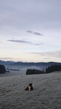 Dog Lying on Frosted Winter Field with Mountain Background