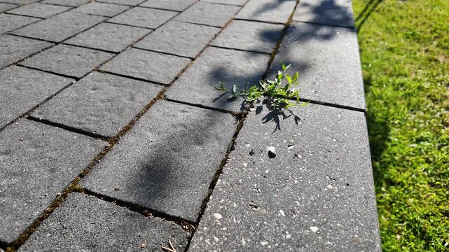 Close up on a weed on the paving stones driveway in front of the house