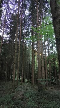 trees in the forest