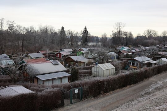 Allotment Gardens Covered in Morning Frost