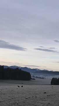 Two Dogs Running in Frozen Winter Pasture at Dawn