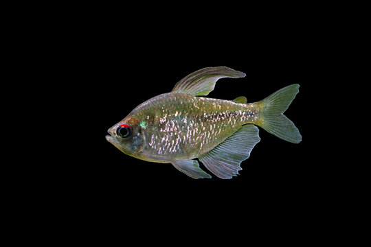 Portrait of Diamond Tetra male (Moenkhausia pittieri) on a black background