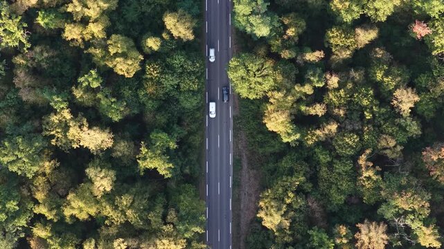 Aerial view of a straight road cutting through a dense forest with lush green trees in Bantzenheim, Grand Est, France.