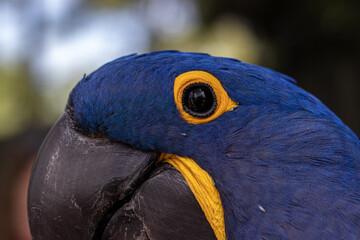 blue and yellow macaw closeup © Dmytro