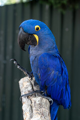 blue and yellow macaw © Dmytro