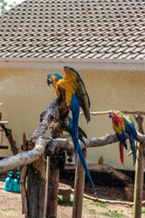 blue and yellow macaw © Dmytro