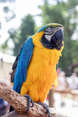 blue and yellow macaw © Dmytro