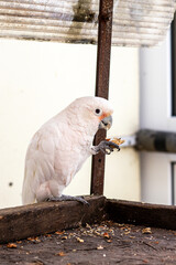 white parrot on a fence © Dmytro