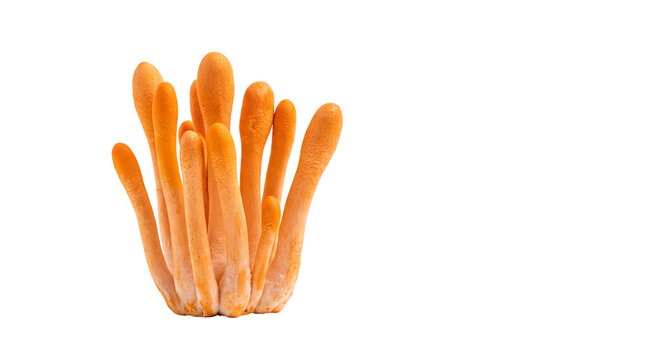 Cordyceps militaris mushroom cluster, fresh orange medicinal fungi, organic cordyceps sinensis alternative for wellness and supplements isolated PNG with Transparent Background