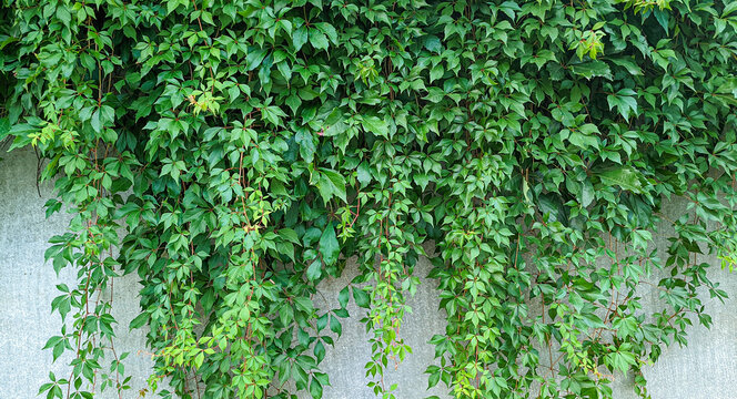 Green wild grape ivy leaves hanging on grey concrete wall background in outdoor garden showing natural foliage pattern textured surface and fresh summer flora elements