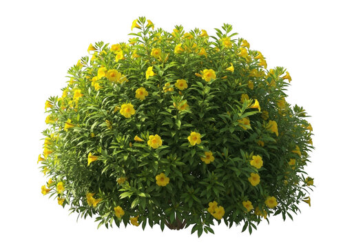 Lush yellow allamanda bush isolated on white background