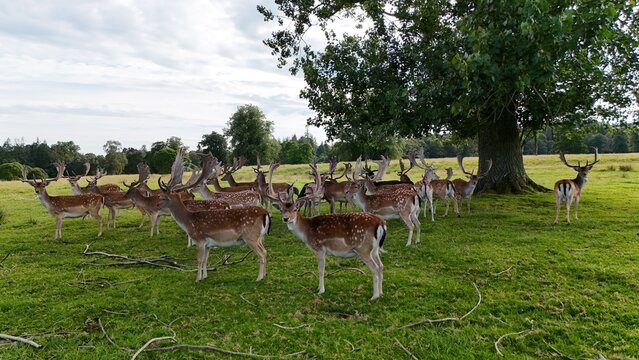 Herd of spotted fallow deer stags with large antlers gathering under the shade of an oak tree in a green pasture
