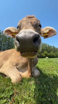 Funny brown cow resting in sunny green pasture chewing cud in this engaging motion video clip