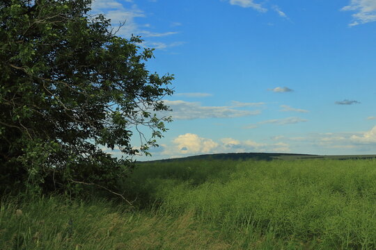 A grassy field with trees and blue sky