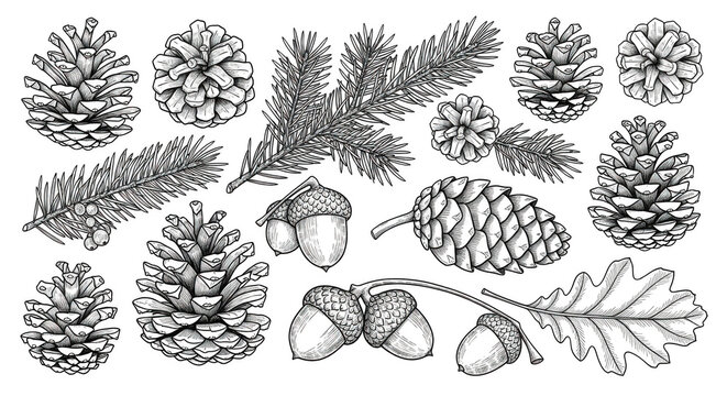 Set of handdrawn pine cones, acorns, and evergreen branches