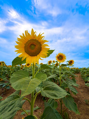 Row of sunflowers growing in agricultural field. Large yellow flower stands prominently against a blue sky with light clouds. © Анна Терелюк