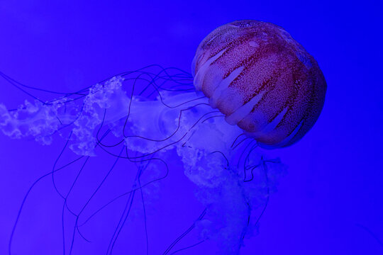 Les m&eacute;duses sont des animaux marins g&eacute;latineux au corps translucide, dot&eacute;s de tentacules urticants. Elles d&eacute;rivent au gr&eacute; des courants dans tous les oc&eacute;ans de la plan&egrave;te, du littoral aux abysses.