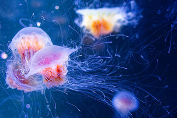 Les méduses sont des animaux marins gélatineux au corps translucide, dotés de tentacules urticants. Elles dérivent au gré des courants dans tous les océans de la planète, du littoral aux abysses. © bru greg