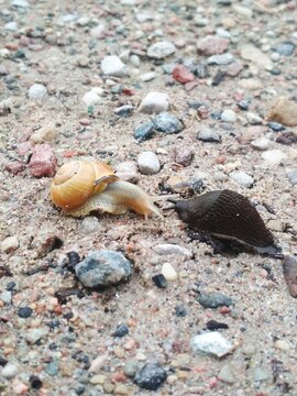 sea shell on the beach