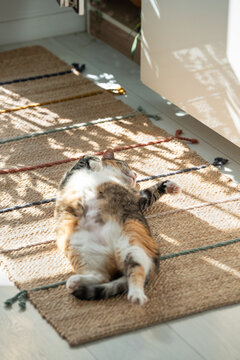 Relaxed calm Calico cat sleeping on rug under warm rays of sun at home, lazy kitty having sweet dream during day, fat cat sleeps on back showing open furry belly. Pet life. 