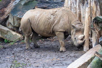 Rhinoceros Beside Logs at Leipzig Zoo © Joseph Creamer