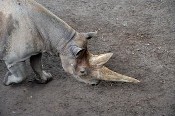 Close View of Rhinoceros Horn at Leipzig Zoo © Joseph Creamer