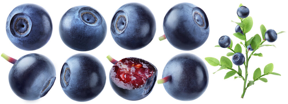 Whole bilberries shown from different sides with one cut berry and a leafy fruit branch isolated on transparent background.
