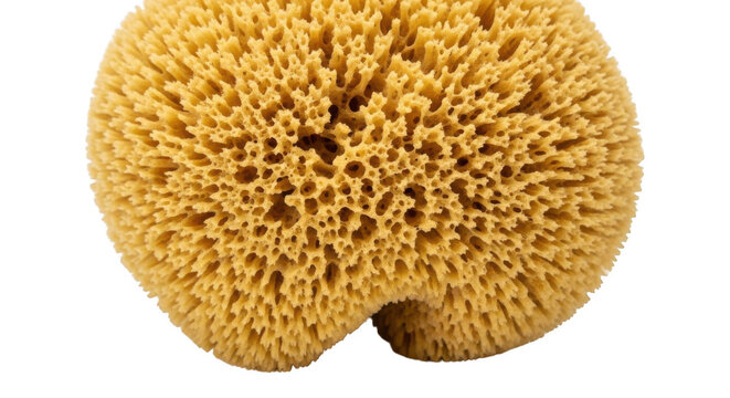 Natural sea sponge isolated on white background