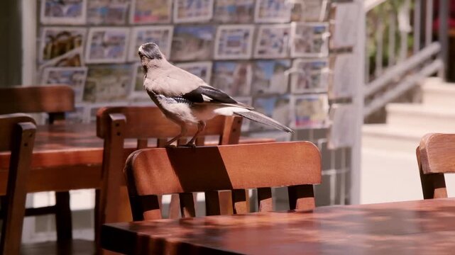 A close up slow motion video of a wild Eurasian Jay perched on an outdoor restaurant chair, curiously searching for food crumbs with detailed movement and vibrant plumage.