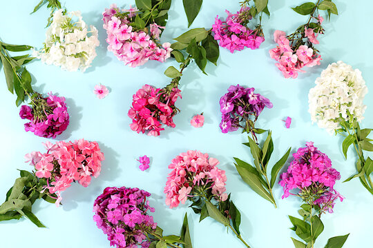 Pattern of different varieties of phlox on a bright sunny background, advertising banner for summer and autumn products, abstract floral arrangement, flat lay still life, autumn holiday card.