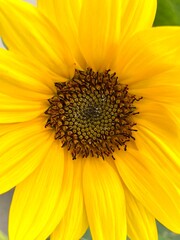 Naklejka premium Sunflower
