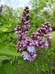 Obraz premium Lilac Flower Clusters Among Fresh Green Leaves