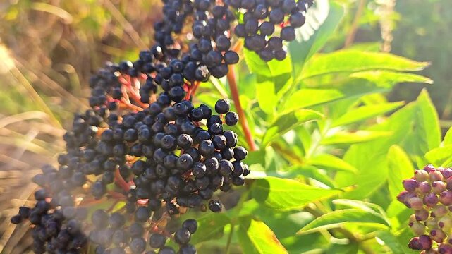 Black Elderberry Bush with Ripe Berries and Low Sun Flare
