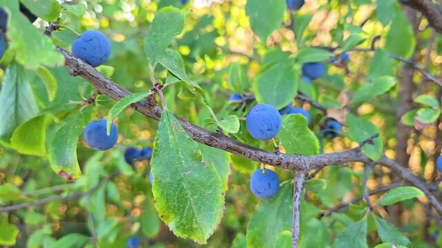Wild Blackthorn Sloe Berries Growing on Shrub in August