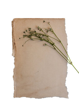 Flores silvestres delicadas sobre papel antiguo con espacio de copia