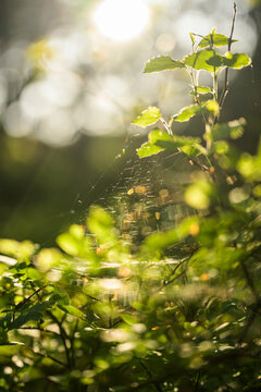 Glowing spider web among green leaves in warm forest sunlight.