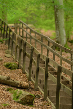 Long wooden staircase climbing through peaceful green forest.